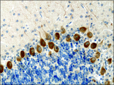 Anti-KIF3A antibody produced in rabbit IgG fraction of antiserum, buffered aqueous solution