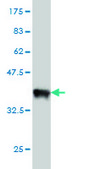 Monoclonal Anti-MUC4 antibody produced in mouse clone 5B12, purified immunoglobulin, buffered aqueous solution