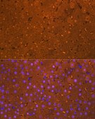 Anti-Arginase 1 (ARG1) antibody produced in rabbit