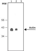 Anti-Mouse IgG (Fab specific)–Alkaline Phosphatase antibody produced in goat affinity isolated antibody, buffered aqueous solution