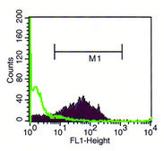 Monoclonal Anti-Myb antibody from mouse clone MB-8, purified immunoglobulin
