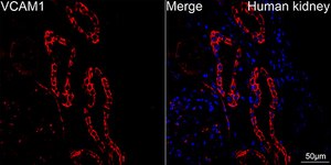 Anti-VCAM1 Antibody, clone 7I1J9, Rabbit Monoclonal