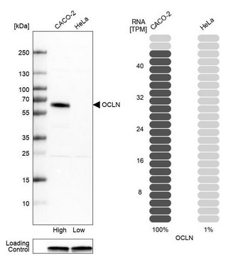 Anti-OCLN antibody produced in rabbit Prestige Antibodies® Powered by Atlas Antibodies, affinity isolated antibody, buffered aqueous glycerol solution