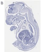 Anti-Tbr2 Antibody, clone 3M12, ZooMAb® Rabbit Monoclonal recombinant, expressed in HEK 293 cells