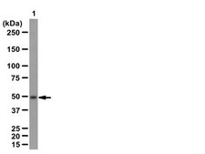 Anti-PAX6 Antibody from rabbit, purified by affinity chromatography