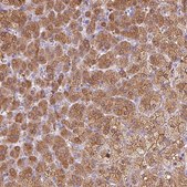 Anti-DHCR24 antibody produced in rabbit Prestige Antibodies® Powered by Atlas Antibodies, affinity isolated antibody, buffered aqueous glycerol solution