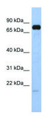 Anti-SIM1 (N-terminal) antibody produced in rabbit affinity isolated antibody