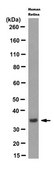 Anti-Peripherin-2 Antibody, clone 6B10.1 clone 6B10.1, from mouse