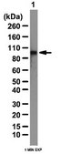 Anti-Sp1 Antibody from rabbit