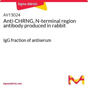 Anti-CHRNG, N-terminal region antibody produced in rabbit IgG fraction of antiserum