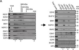 Anti-REST Antibody Upstate®, from rabbit