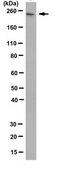 Anti-phospho RNA Pol II (Ser5), clone 1H4B6 Antibody clone 1H4B6, from rat