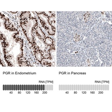 Monoclonal Anti-PGR antibody produced in mouse Prestige Antibodies® Powered by Atlas Antibodies, clone CL8721, purified immunoglobulin, buffered aqueous glycerol solution