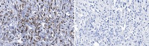 Anti-Cdk4 Antibody, clone 1E19 ZooMAb® Rabbit Monoclonal recombinant, expressed in HEK 293 cells