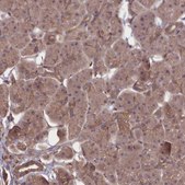 Anti-FAM96B antibody produced in rabbit Prestige Antibodies® Powered by Atlas Antibodies, affinity isolated antibody, buffered aqueous glycerol solution