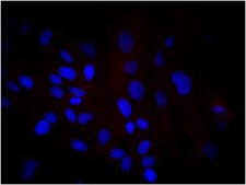 Anti-Human Nuclei Antibody, clone 235-1, Biotin Conjugate clone 235-1, from mouse, biotin conjugate
