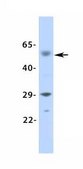 Anti-KCNN2 antibody produced in rabbit affinity isolated antibody