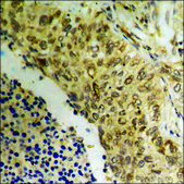 Anti-phospho-DNA-PK (pSer2056) antibody produced in rabbit affinity isolated antibody