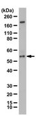 Anti-Serotonin receptor 3A/HTR3A from rabbit, purified by affinity chromatography