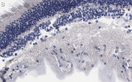 Anti-Brn-3a Antibody, clone 5A3.2 ZooMAb® Mouse Monoclonal recombinant, expressed in HEK 293 cells