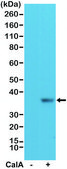 Anti-eIF-2 alpha (Ser51) antibody, Rabbit Monoclonal recombinant, expressed in HEK 293 cells, clone RM298, purified immunoglobulin