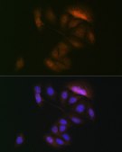 Anti-MEK3 antibody produced in rabbit