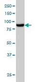 Monoclonal Anti-MAN1B1 antibody produced in mouse clone 6B1, purified immunoglobulin, buffered aqueous solution