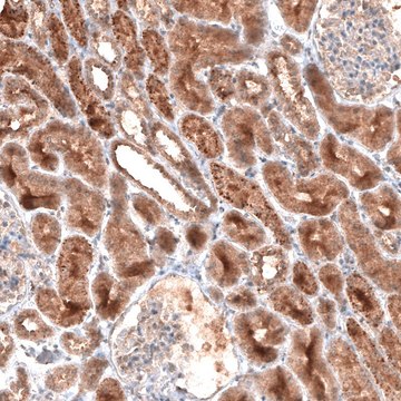 Monoclonal Anti-LAPTM4B antibody produced in mouse Prestige Antibodies® Powered by Atlas Antibodies, clone CL5287, purified immunoglobulin, buffered aqueous glycerol solution