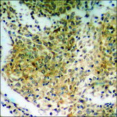 Anti-phospho-NFAT3 (pSer676) antibody produced in rabbit affinity isolated antibody