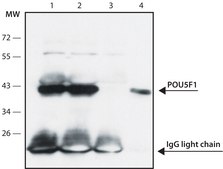 Monoclonal Anti-POU5F1 (Oct4) antibody produced in mouse ~1.0 mg/mL, clone PF-29, purified immunoglobulin, buffered aqueous solution