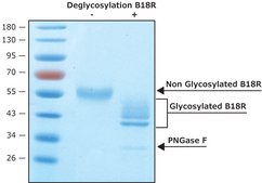 Vaccinia Virus B18R protein, recombinant expressed in HEK 293 cells, Carrier-Free recombinant, expressed in HEK 293 cells, endotoxin tested, suitable for cell culture, carrier-free
