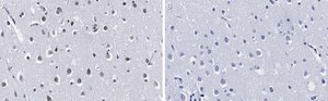 Anti-HDAC3 Antibody, clone 1H19 ZooMAb® Rabbit Monoclonal recombinant, expressed in HEK 293 cells