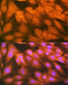Anti-HSPA2 Antibody, clone 5C9X0, Rabbit Monoclonal