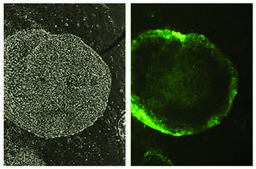 Anti-Stage-Specific Embryonic Antigen-1 Antibody, clone MC-480 clone MC-480, Chemicon®, from mouse