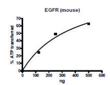 EGFR active mouse recombinant, expressed in baculovirus infected Sf9 cells