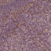 Anti-G3BP1 antibody produced in rabbit Prestige Antibodies® Powered by Atlas Antibodies, affinity isolated antibody, buffered aqueous glycerol solution