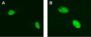 LentiBrite GFP-HMGB1 Lentiviral Biosensor
