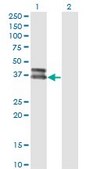 Monoclonal Anti-OLIG2 antibody produced in mouse clone 3D7, purified immunoglobulin, buffered aqueous solution