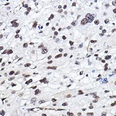 Anti- HIF1α antibody produced in rabbit