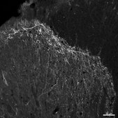 Anti-Substance P Receptor Antibody Chemicon®, from guinea pig