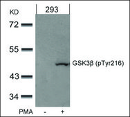 Anti-phospho-GSK3B (pTyr216) antibody produced in rabbit affinity isolated antibody