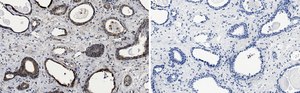 Anti-phospho-mTOR-(Ser2448) Antibody, clone 1C22 ZooMAb® Rabbit Monoclonal recombinant, expressed in HEK 293 cells
