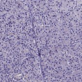 Anti-CACNG8 antibody produced in rabbit Prestige Antibodies® Powered by Atlas Antibodies, affinity isolated antibody, buffered aqueous glycerol solution