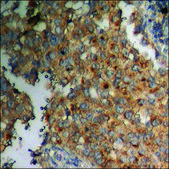 Anti-phospho-MDM2 (pSer166) antibody produced in rabbit affinity isolated antibody