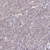 Anti-SYNCRIP antibody produced in rabbit Prestige Antibodies® Powered by Atlas Antibodies, affinity isolated antibody, buffered aqueous glycerol solution