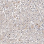 Anti-HTT antibody produced in rabbit Prestige Antibodies® Powered by Atlas Antibodies, affinity isolated antibody, buffered aqueous glycerol solution