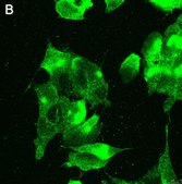 Anti-GABA A Receptor α1 Antibody, clone 3H10 ZooMAb® Rabbit Monoclonal recombinant, expressed in HEK 293 cells