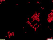 Yeast FISH probe-Cy3 Probe for fluorescence in situ hybridization (FISH), 20µM in water