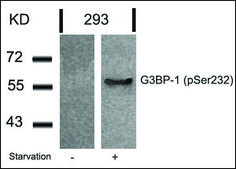 Anti-phospho-G3BP1 (pSer232) antibody produced in rabbit affinity isolated antibody