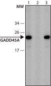 Anti-GADD45A (12-25) antibody produced in rabbit IgG fraction of antiserum, buffered aqueous solution